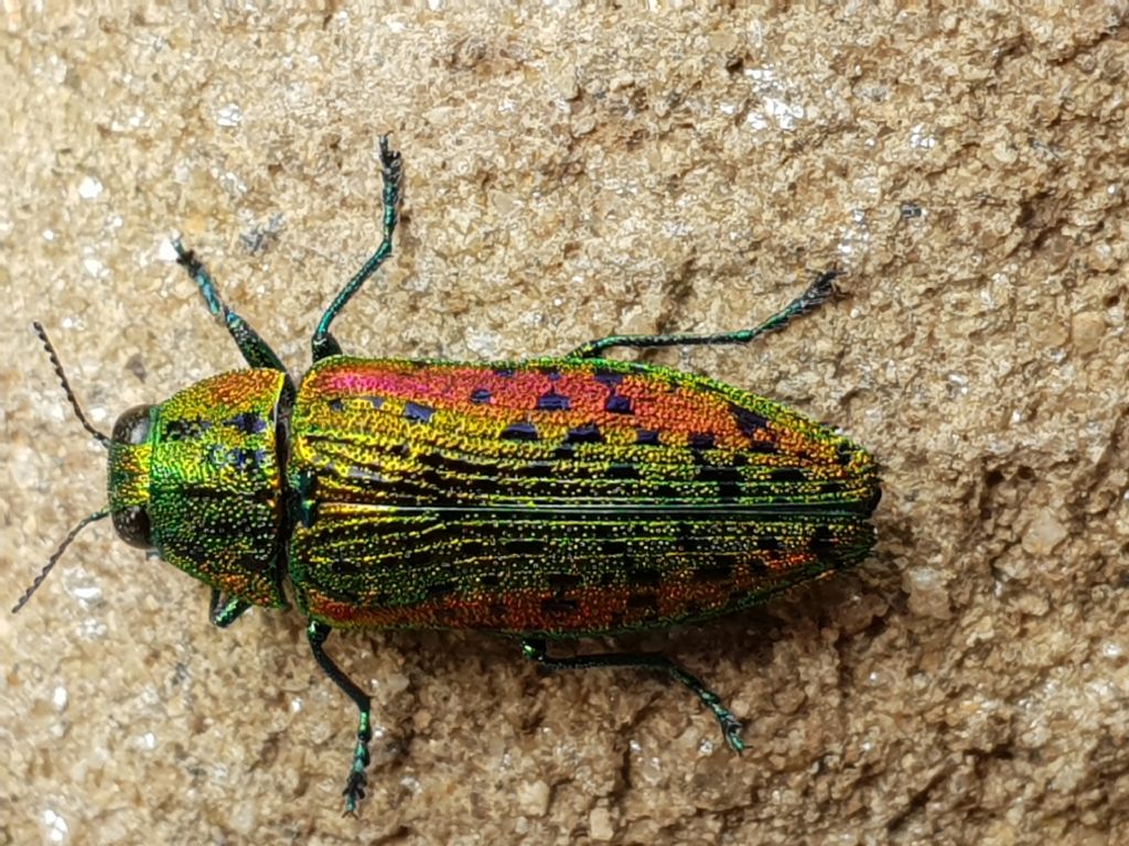 Coleottero con elitre iridescenti: Buprestidae: Lamprodila cfr. mirifica